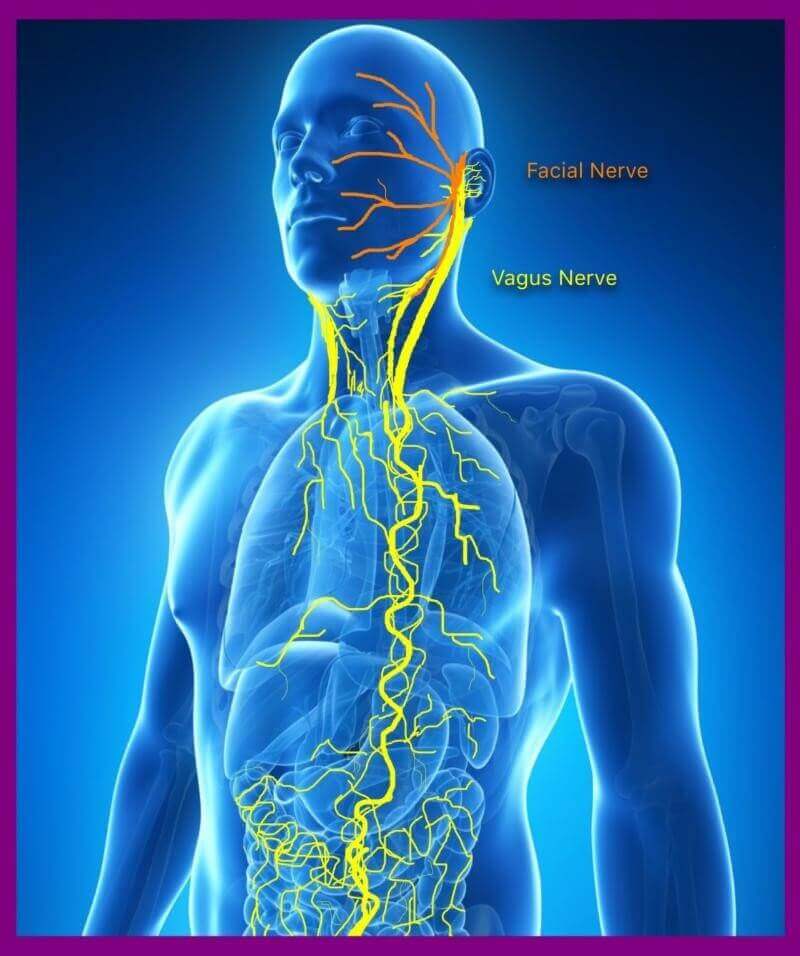 El recorrido del nervio vago a través del cuerpo